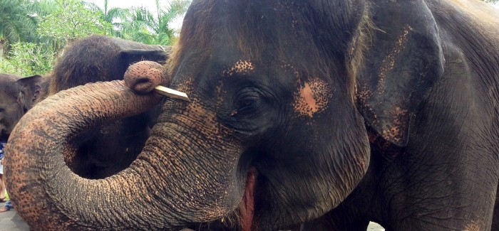 INSTAGRAM STORY: Elephants of Bali