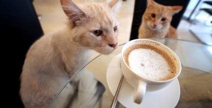 zdjecie kota przy kawie