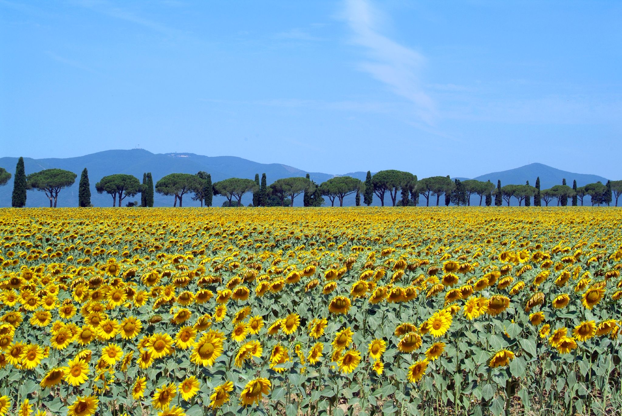 sunflowers_in_bloom_-_maremma_toscana_-_italy_-_25_june_2005