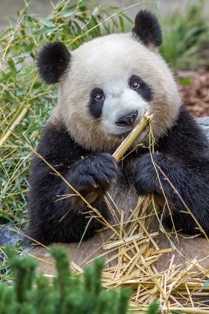 Panda_Meng_Meng_im_Zoo_Berlin