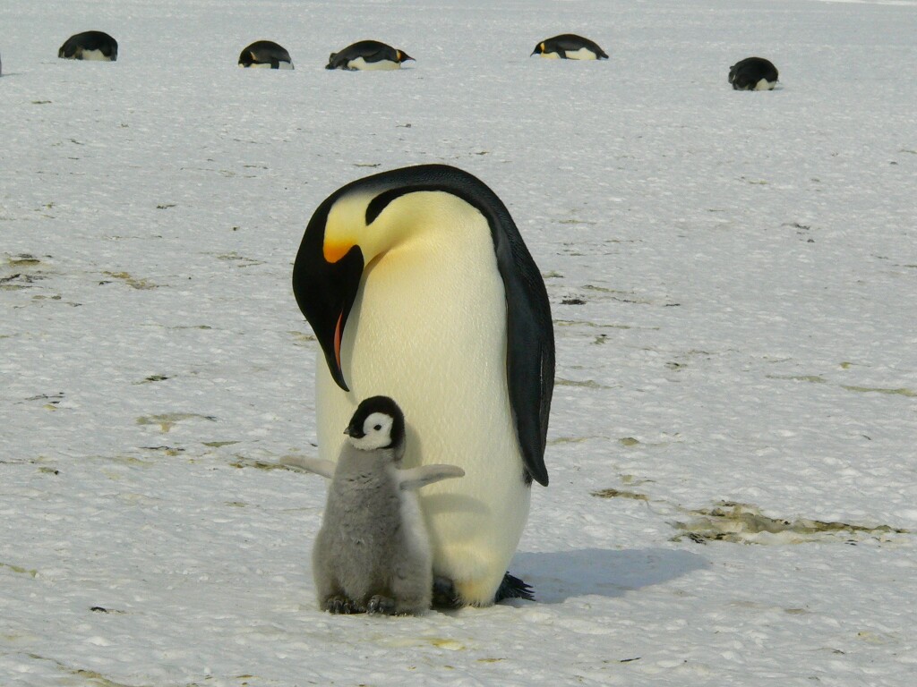 penguins-429134